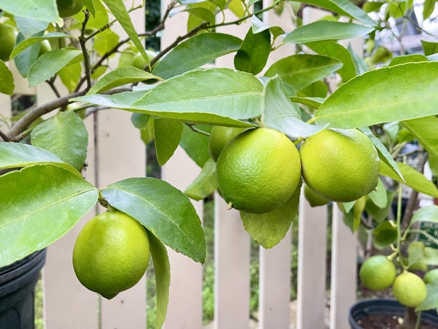 収穫が近い鉢植えみかん